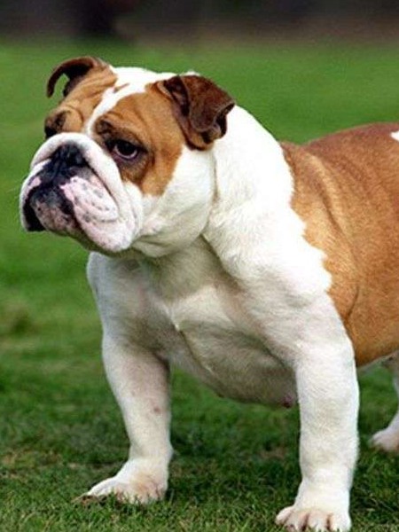 Bulldog