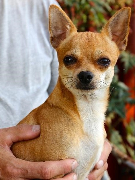 Chihuahua