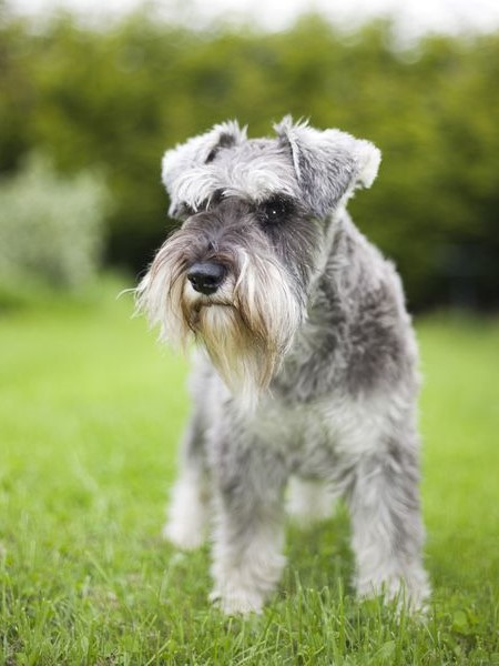 Schnauzer